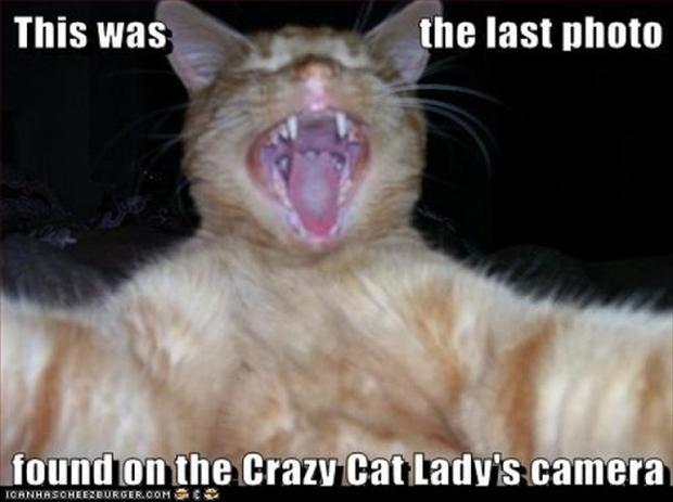 cat-lady-funny-cats.jpg