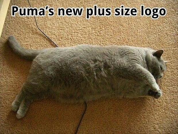 Funny Puma Pictures