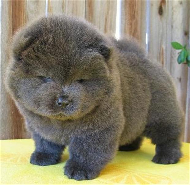 fluffy baby bear