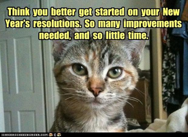 resolutions resolutions, quotes years funny Funny year  funny new cat new