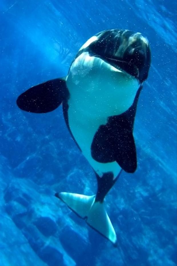 Killer Whale, ocean pictures - Dump A Day