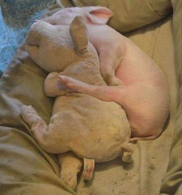 baby-pig-sleeping.jpg