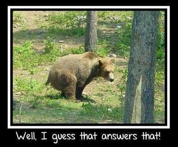 http://www.dumpaday.com/wp-content/uploads/2012/12/does-a-bear-shit-in-the-woods-funny-pictures.jpg