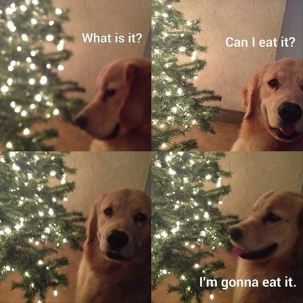 christmas tree funny dog