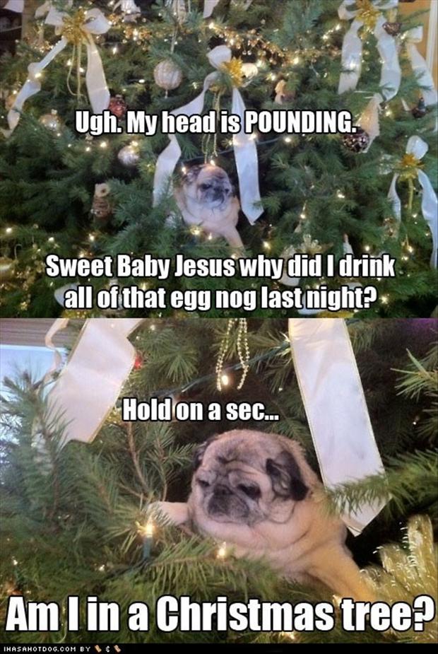 christmas tree funny dog