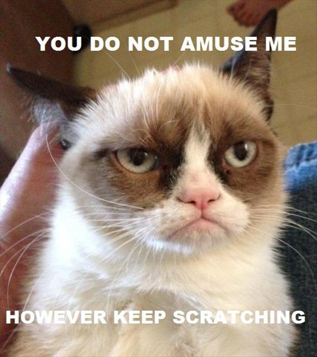 not amused cat meme