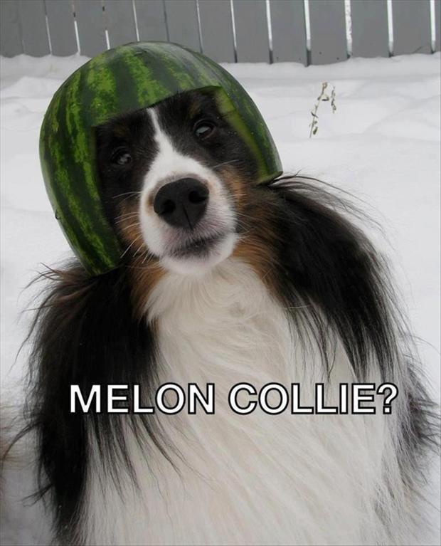 2-funny-dog-wearing-a-watermelon-hat-melon-collie1.jpg
