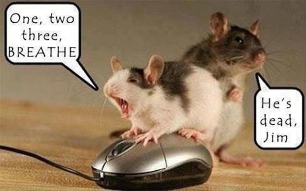 dead mice, funny pictures - Dump A Day