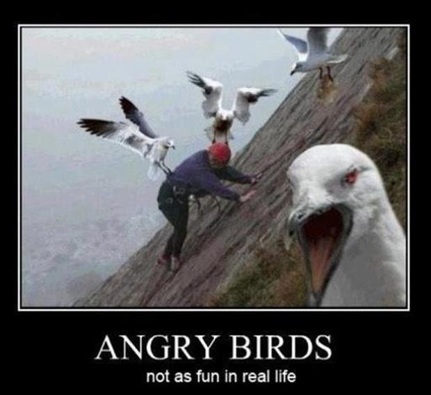 demotivational-posters-angry-birds.jpg