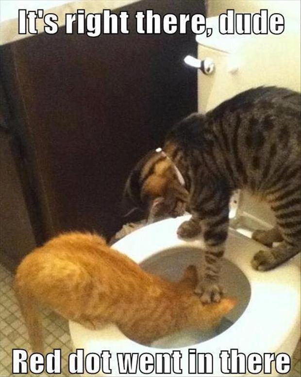 [Image: funny-cats-in-toilet.jpg]