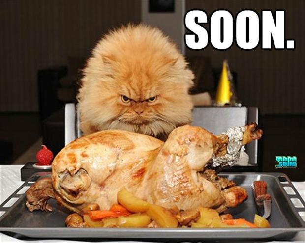[Imagen: soon-cat-eats-turkey.jpg]