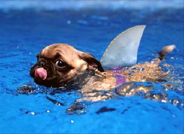 a-funny-dog-swimming.jpg