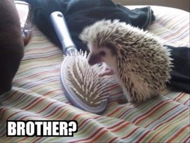 funny-hedgehog.jpg