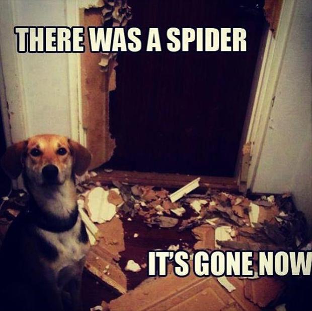 http://www.dumpaday.com/wp-content/uploads/2013/02/there-was-a-spider-funny-pictures.jpg