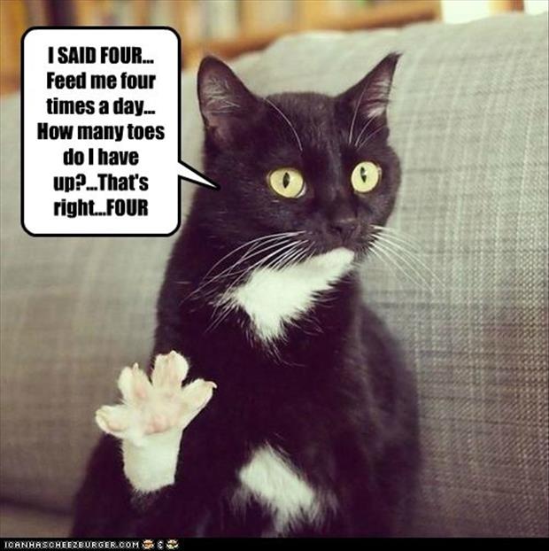 feed your cat four times a day humor images