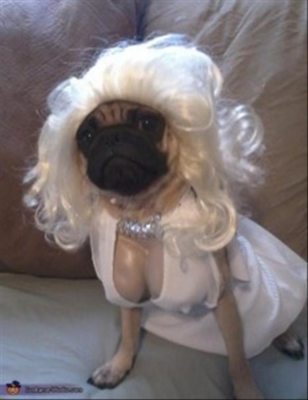 funny-dogs-dressed-up-2.jpg