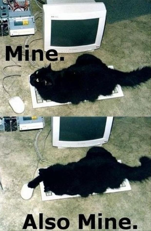 [Image: mine-also-mine-funny-cats.jpg]