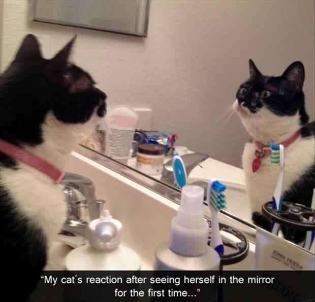 Funny Cat Looks In The Mirror Dump A Day 9609