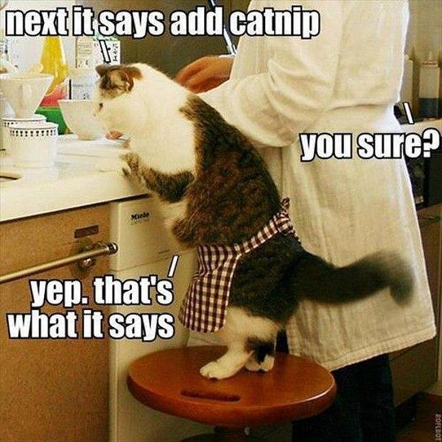 funny cooking with catnip - Dump A Day