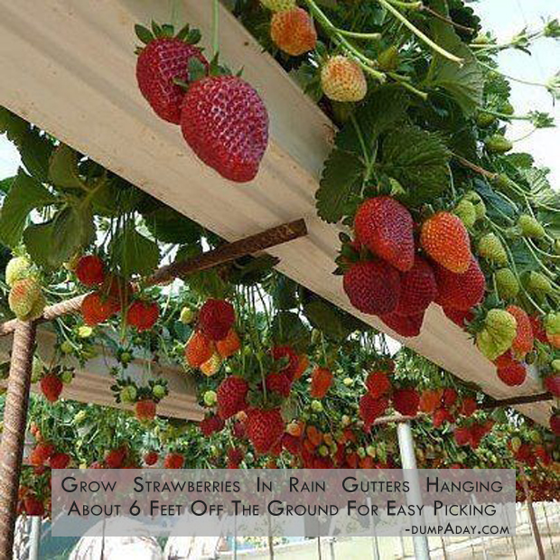 grow strawberries in rain gutters hanging about 6 feet off the ground