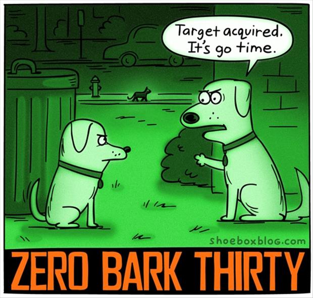 zero dark thirty - Dump A Day