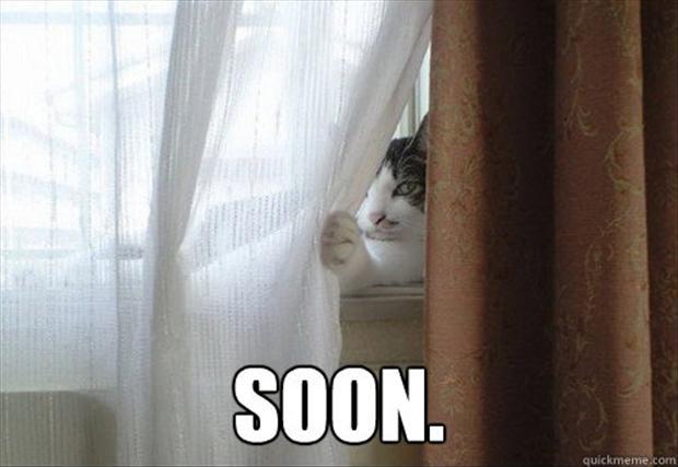 A-the-cat-behind-the-curtain-soon-meme.jpg