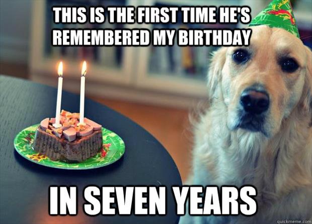 funny pictures dog years