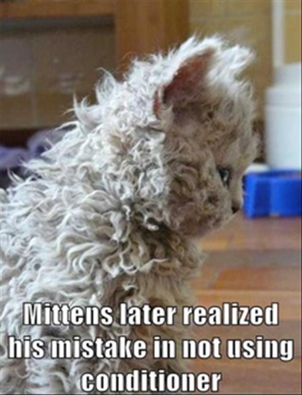 use conditioner on cat hair