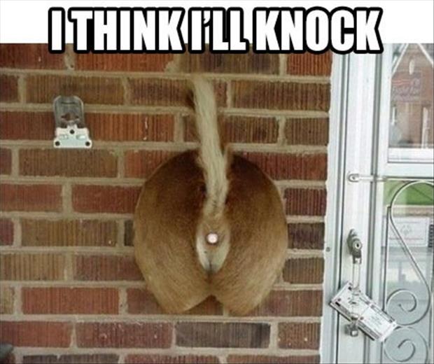 deer-butt-door-bell.jpg