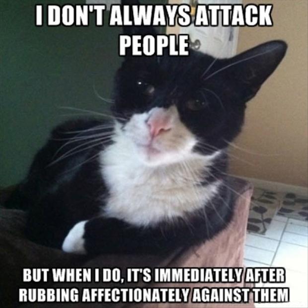 funny cat attacks