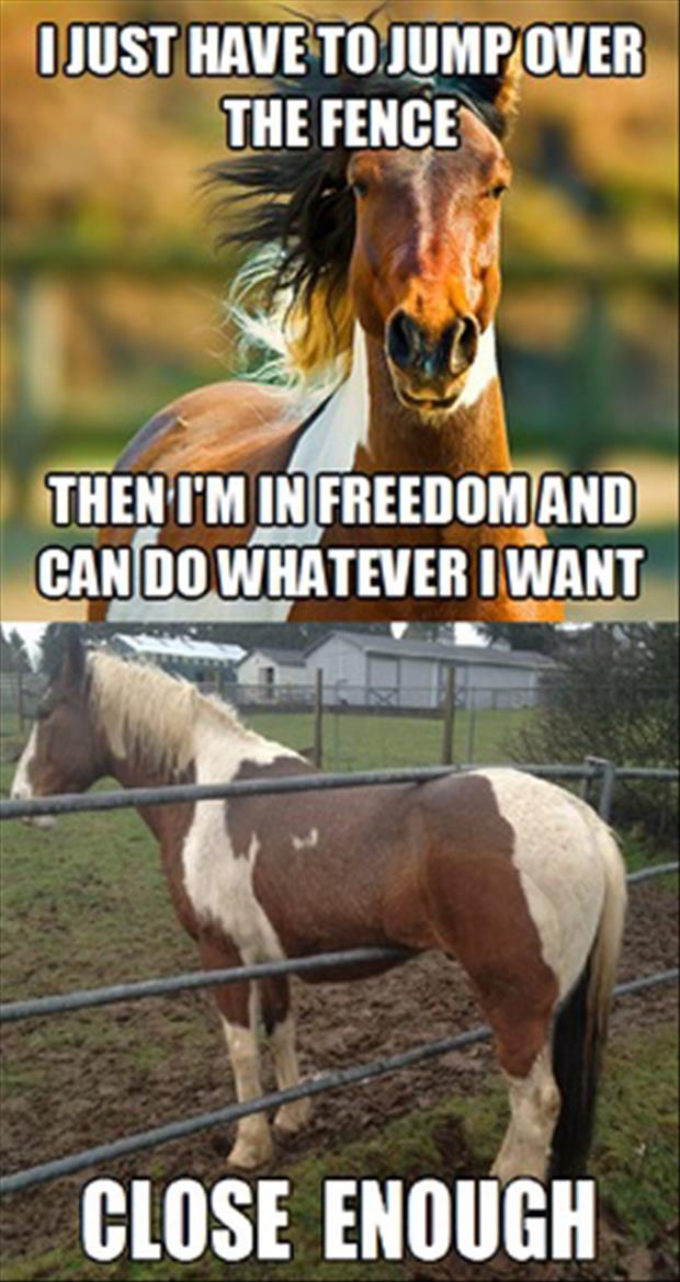 funny pictures horse stuck in fence