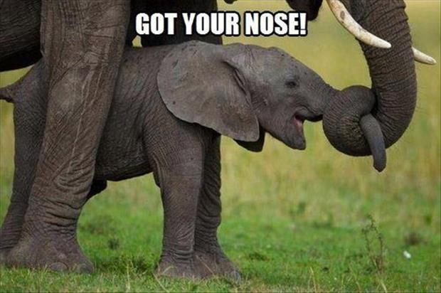 got-your-nose.jpg
