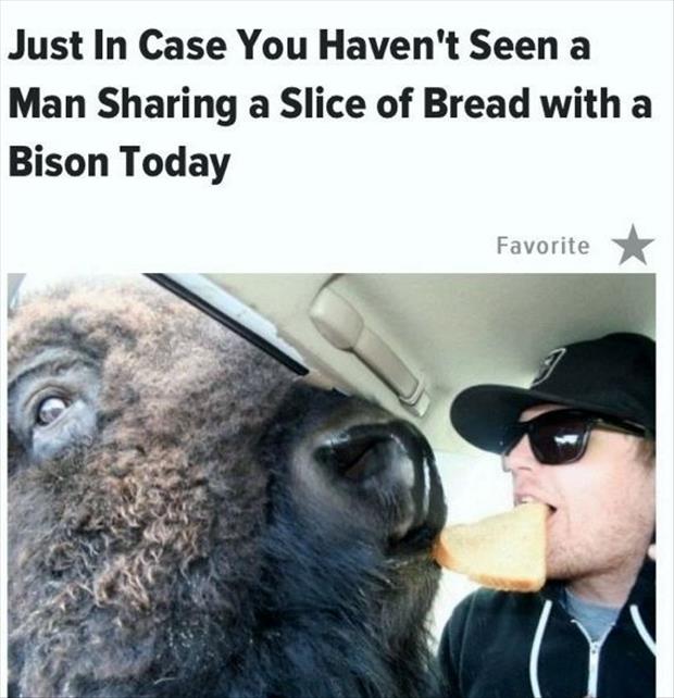 man sharing bread with bison