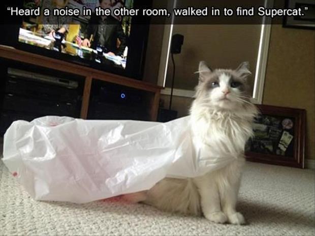 super cat