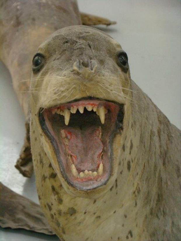 taxidermy-gone-wrong-dumpaday-3.jpg