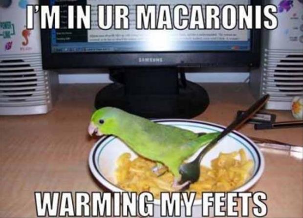 a funny bird in your food