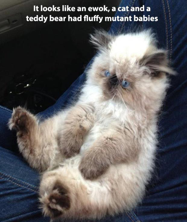 funny animal selfies with captions