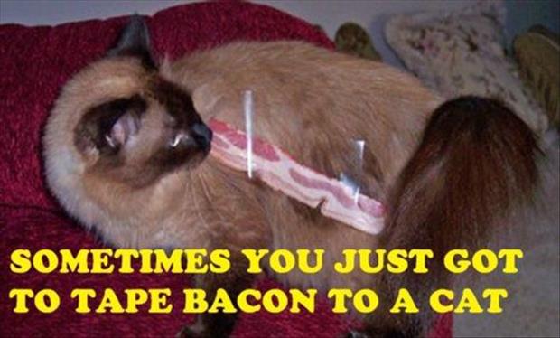 funny bacon on cat