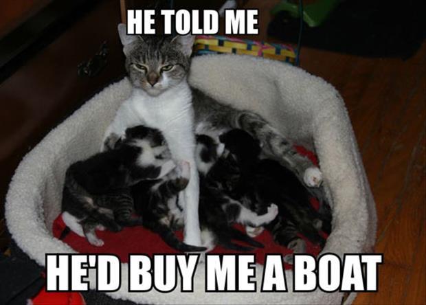 funny cat mommy