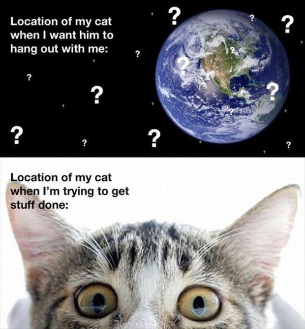 location of the cat