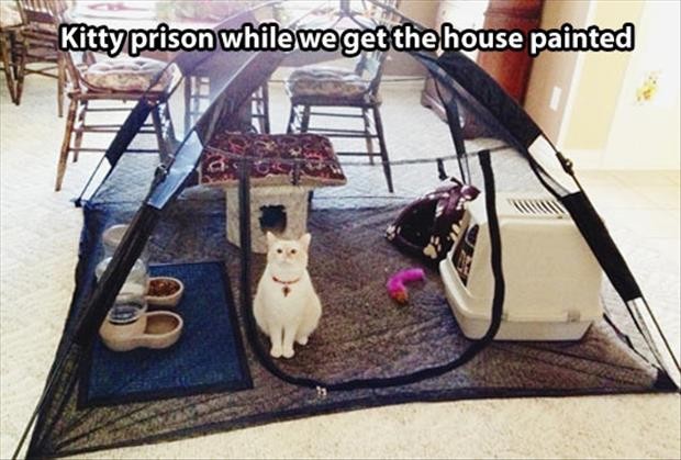 Cat Prison 620x419
