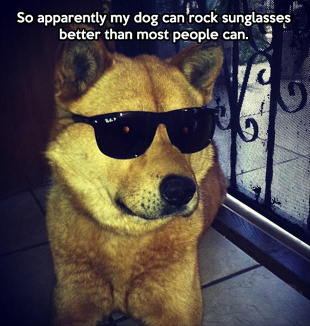 dog looks good in sunglasses