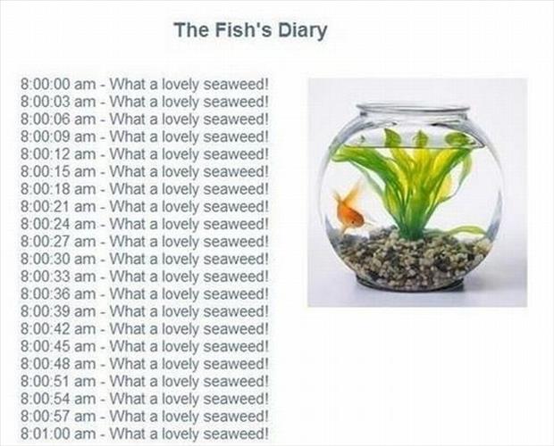 fish diary