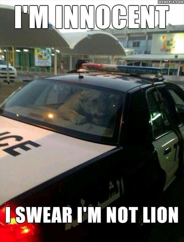 lion in a police car