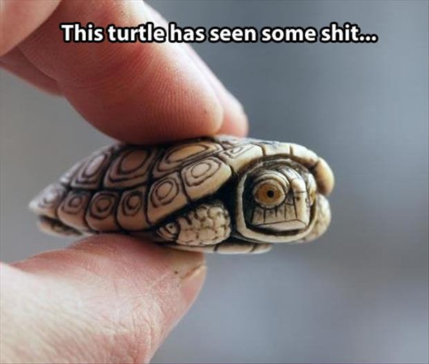 this turtle has seen some things