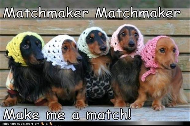 match maker match maker make me a match dogs