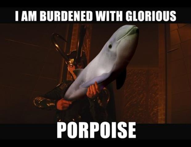 porpoise