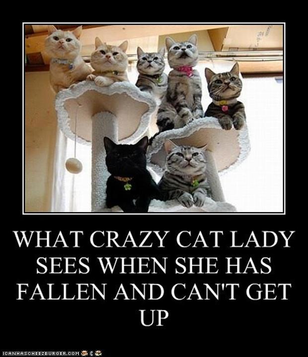 the crazy cat woman