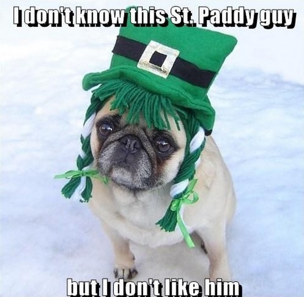 st paddys day dog puns