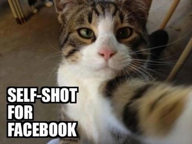 if cats took selfies (14)